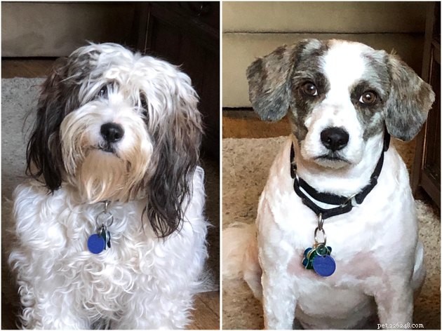 18 psů vypadajících svěže po výletu ke kadeřníkovi