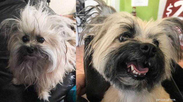 18 honden zien er fris uit na een bezoek aan de trimmer