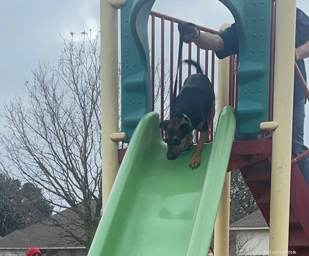 18 cães se divertindo deslizando no parque