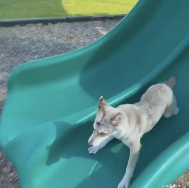 18 chiens s amusant à glisser au parc