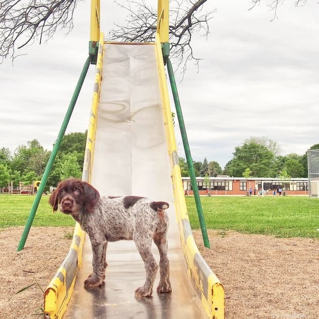 公園でスライディングを楽しむ18匹の犬 