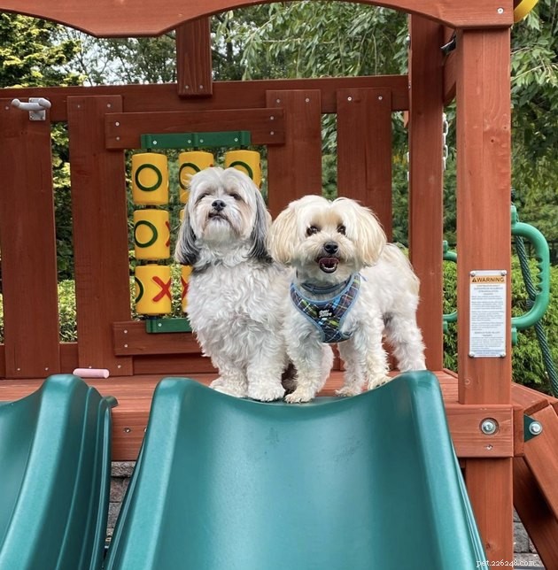 公園でスライディングを楽しむ18匹の犬 