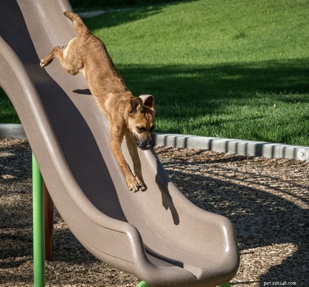 18 cani che si divertono a scivolare al parco
