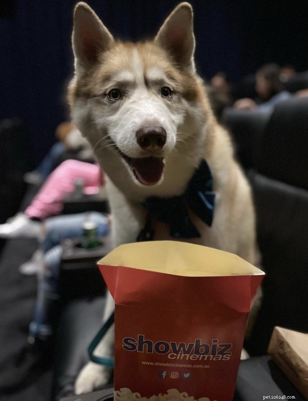 18 cães curtindo uma noite de cinema