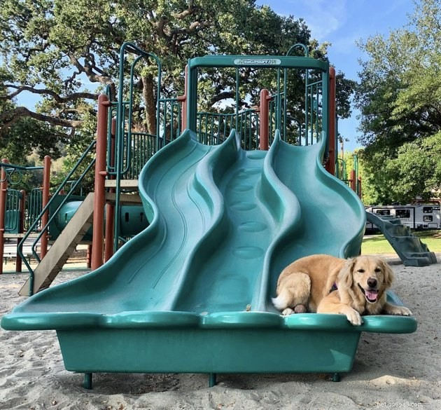 18 cães se divertindo deslizando no parque