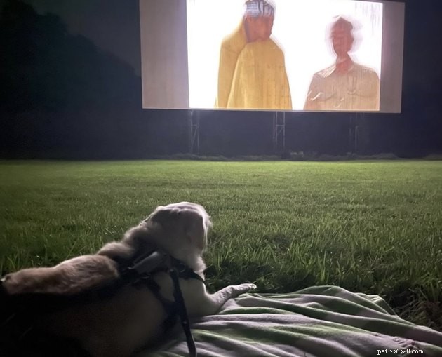 映画の夜を楽しむ18匹の犬 