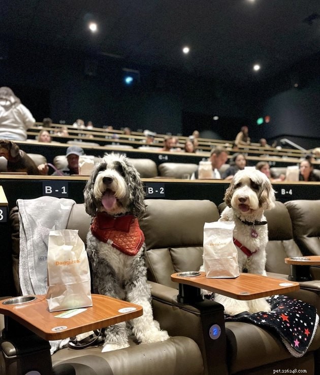 映画の夜を楽しむ18匹の犬 
