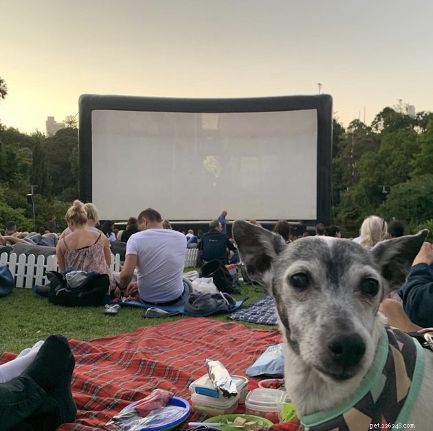 18 honden genieten van een avondje film