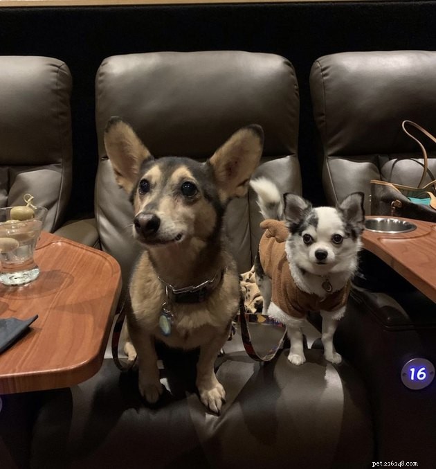 18 собак наслаждаются вечером в кино