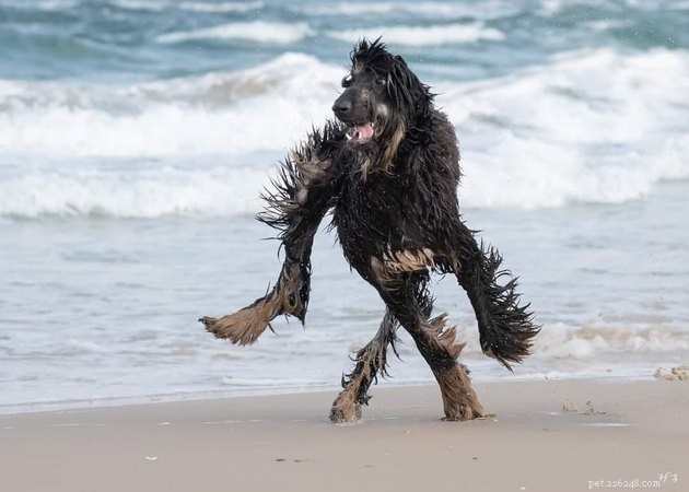 18 photos de chiens qui vous feront surprendre