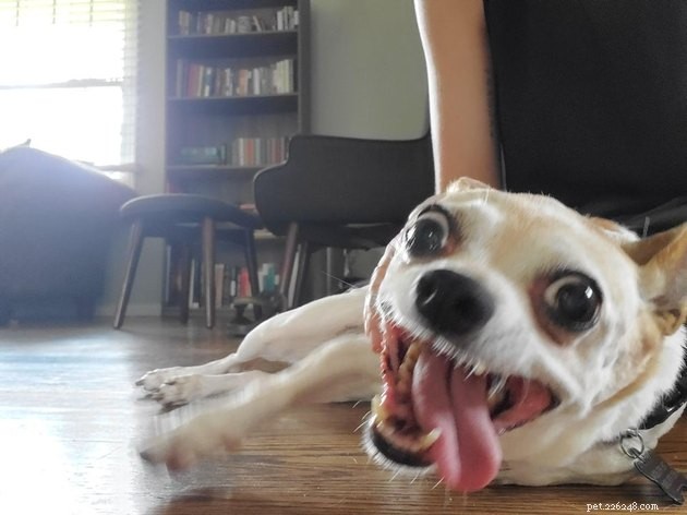 18 photos de chiens qui vous feront surprendre