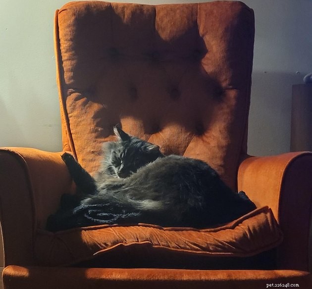 18 foto s van huisdieren die eigenlijk klassieke schilderijen kunnen zijn