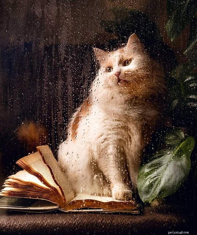 18 husdjursfoton som faktiskt kan vara klassiska målningar