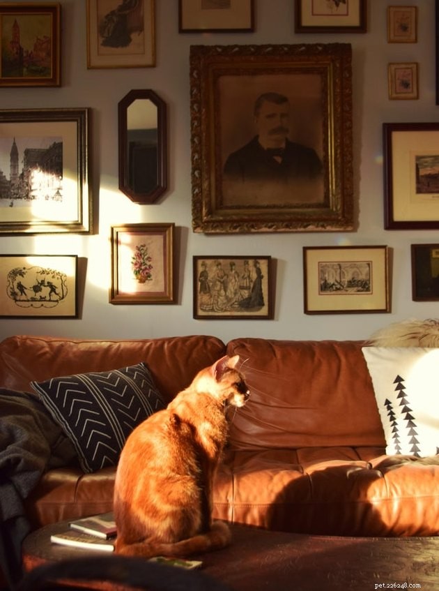 18 fotografií domácích mazlíčků, které by ve skutečnosti mohly být klasické malby