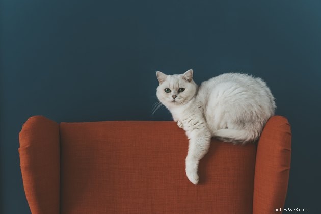 Perché i gatti graffiano il divano?