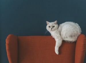 Por que os gatos agarram o sofá?