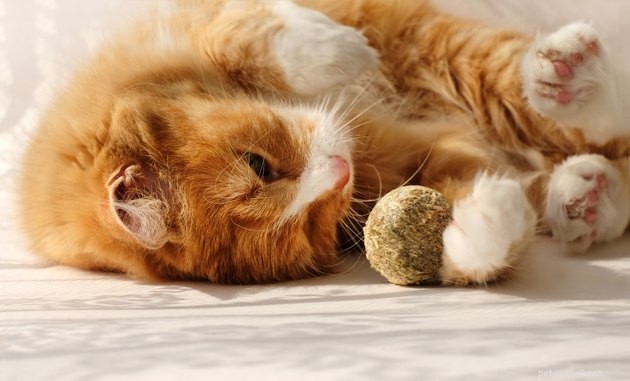 Co je Catnip a je pro kočky špatný?
