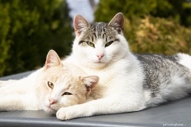 Os gatos aprendem comportamentos de outros gatos?