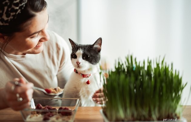 Wat is kattenkruid en is het slecht voor katten?