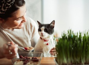 Catnipとは何ですか、猫にとって悪いですか？