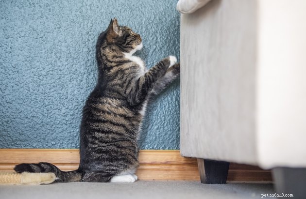 Por que os gatos agarram o sofá?