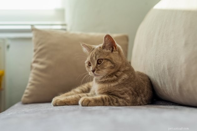 Perché i gatti graffiano il divano?