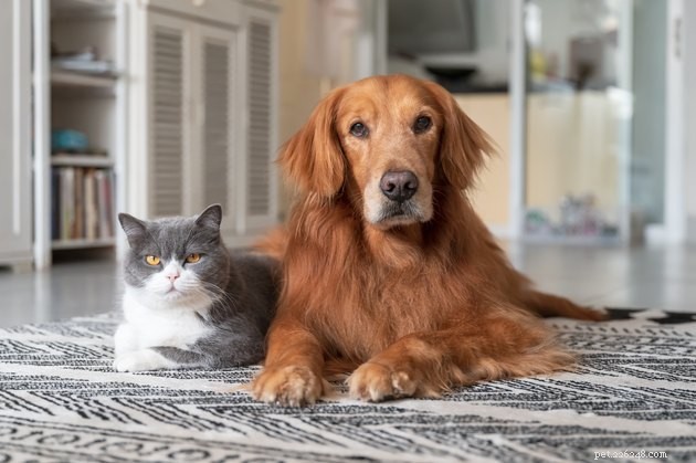 Чем владение кошкой отличается от владения собакой?