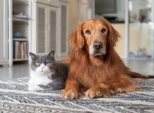 Como ter um gato é diferente de um cachorro?