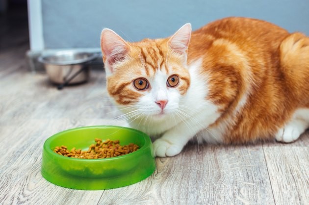 Você deve manter a tigela de água do seu gato longe da comida?