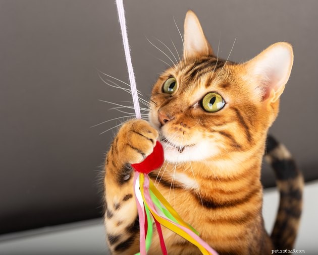 실내 고양이를 위한 5가지 필수 강화 활동
