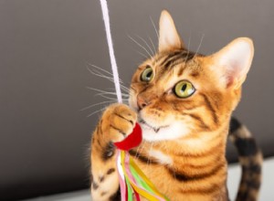 5 základních aktivit pro obohacování domácích koček