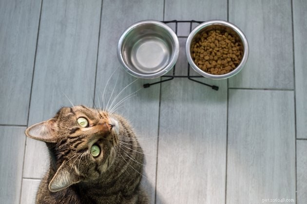 Moet u de drinkbak van uw kat uit de buurt van hun eten houden?