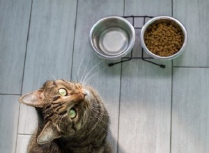 Moet u de drinkbak van uw kat uit de buurt van hun eten houden?