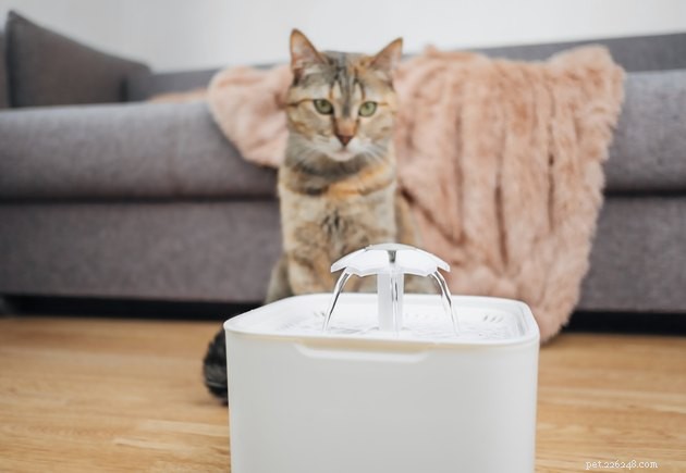 Dovresti tenere la ciotola dell acqua del tuo gatto lontano dal cibo?