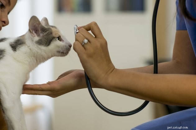 Ajudando novos gatos a desenvolver um relacionamento positivo com seu veterinário