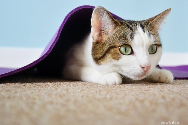 Nieuwe katten helpen een positieve relatie op te bouwen met uw dierenarts