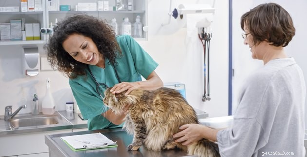 Помощь новым кошкам в развитии позитивных отношений с вашим ветеринаром