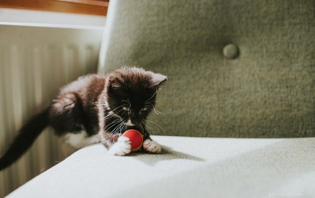 Můžou kočky hrát aport?