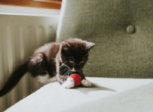 Můžou kočky hrát aport?