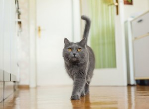 あなたの猫のスペースを尊重するように訪問者に求める方法 