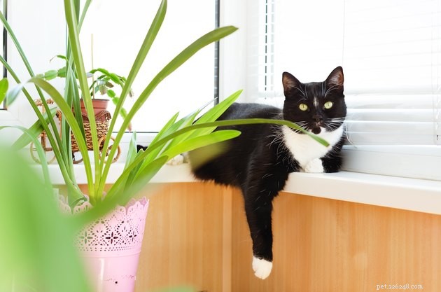 Perché i gatti amano strofinare contro le piante?