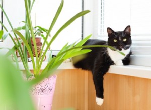 Waarom wrijven katten graag tegen planten?