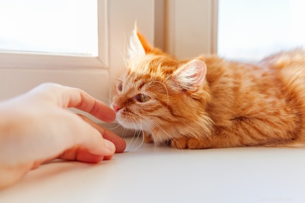 Как попросить посетителей уважать ваше пространство с кошками