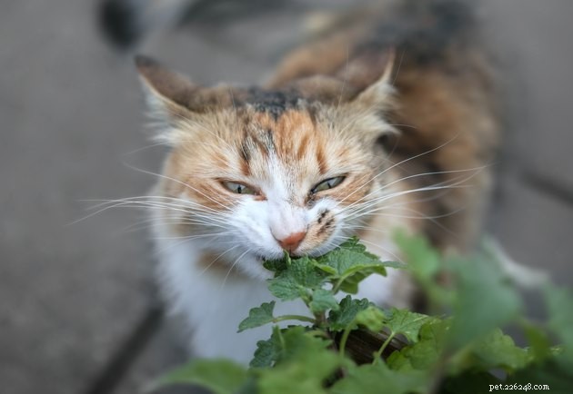 Pourquoi les chats aiment-ils se frotter contre les plantes ?
