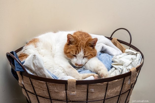 Por que meu gato adora minhas roupas sujas?