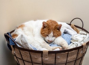 Proč moje kočka miluje moje špinavé oblečení?