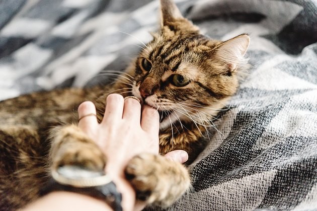 Waarom geven katten liefdesbeten?
