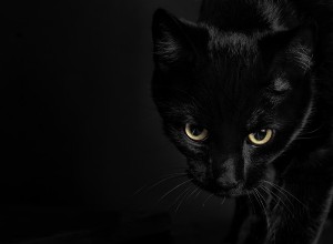 108 noms de chats effrayants et mystérieux