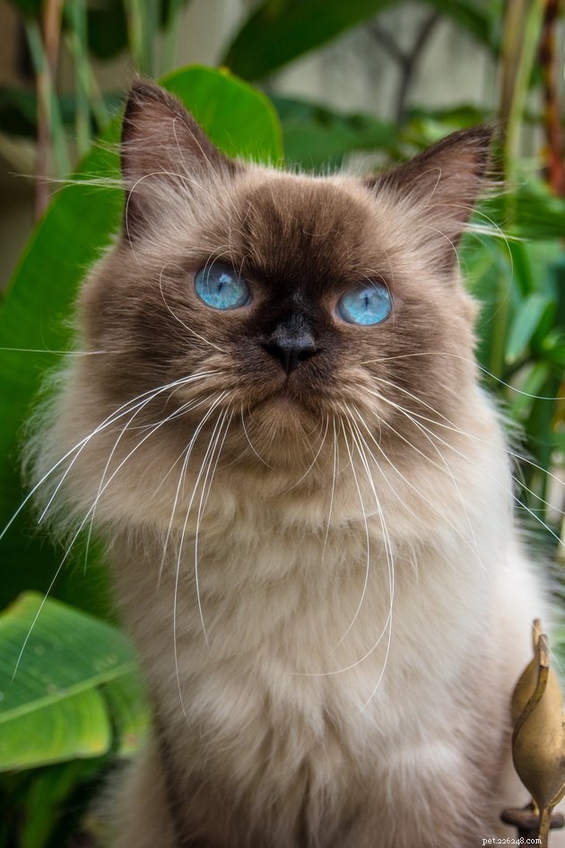 100 nomi di gatti dagli occhi azzurri