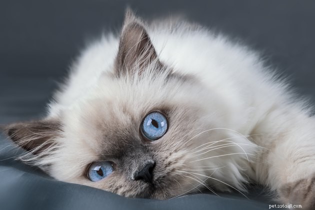 100 nomes de gatos de olhos azuis